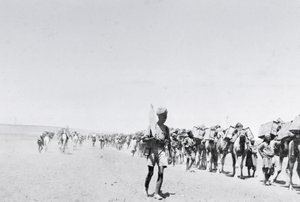 A camel supply train in Mesopotamia during World War One, from an album compiled by Lt. Kindom by English Photographer